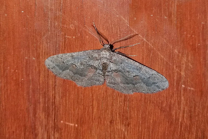 Agriopis bajaria